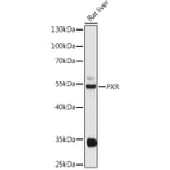 Western Blot - Anti-PXR Antibody (A13524) - Antibodies.com