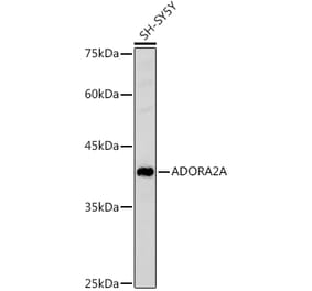 Western Blot - Anti-Adenosine Receptor A2a Antibody (A13527) - Antibodies.com