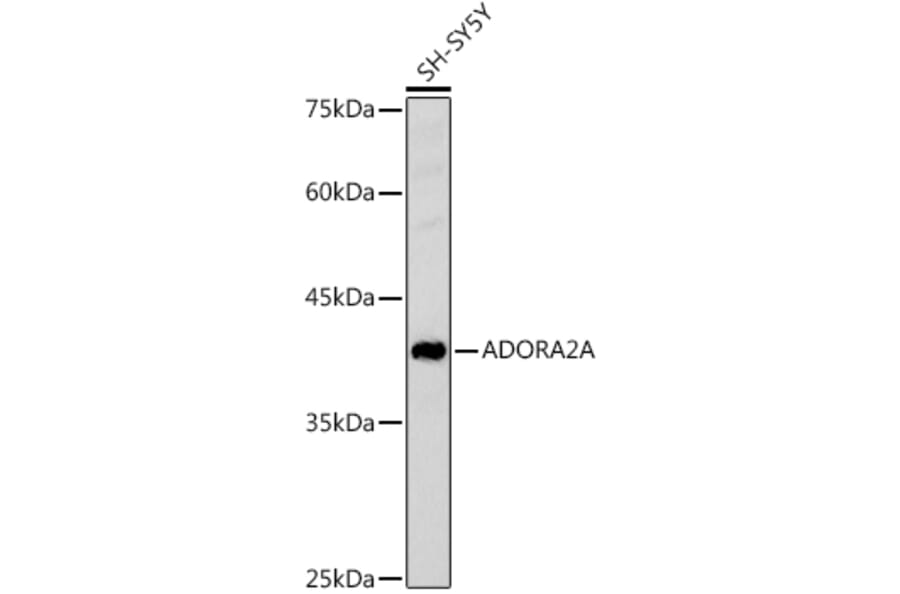 Western Blot - Anti-Adenosine Receptor A2a Antibody (A13527) - Antibodies.com