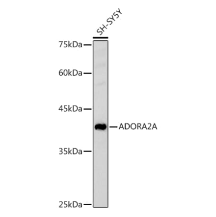 Western Blot - Anti-Adenosine Receptor A2a Antibody (A13527) - Antibodies.com