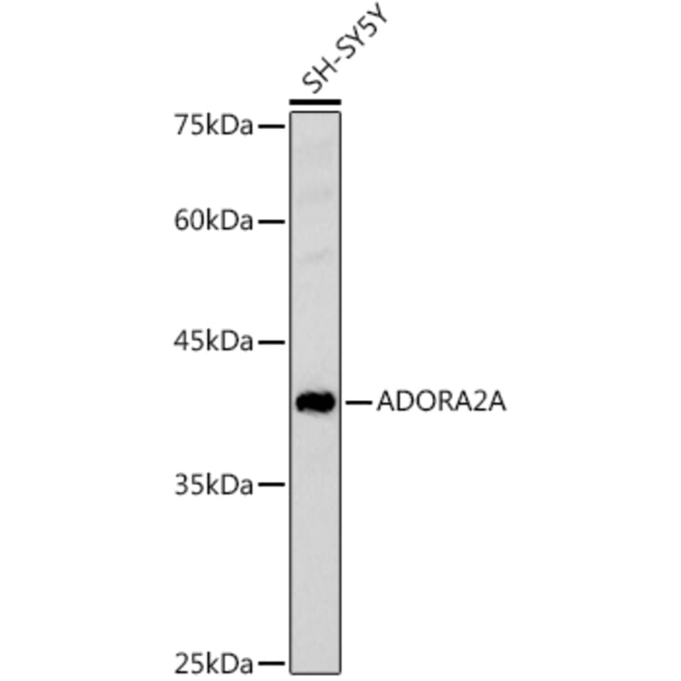 Western Blot - Anti-Adenosine Receptor A2a Antibody (A13527) - Antibodies.com