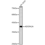 Western Blot - Anti-Adenosine Receptor A2a Antibody (A13527) - Antibodies.com
