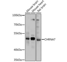 Western Blot - Anti-Nicotinic Acetylcholine Receptor alpha 7 Antibody (A13528) - Antibodies.com