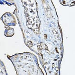 Immunohistochemistry - Anti-Nicotinic Acetylcholine Receptor alpha 7 Antibody (A13528) - Antibodies.com