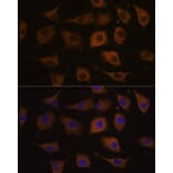 Immunofluorescence - Anti-Nicotinic Acetylcholine Receptor alpha 7 Antibody (A13528) - Antibodies.com