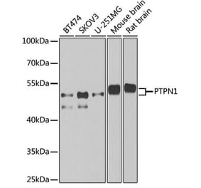 Western Blot - Anti-PTP1B Antibody (A13530) - Antibodies.com