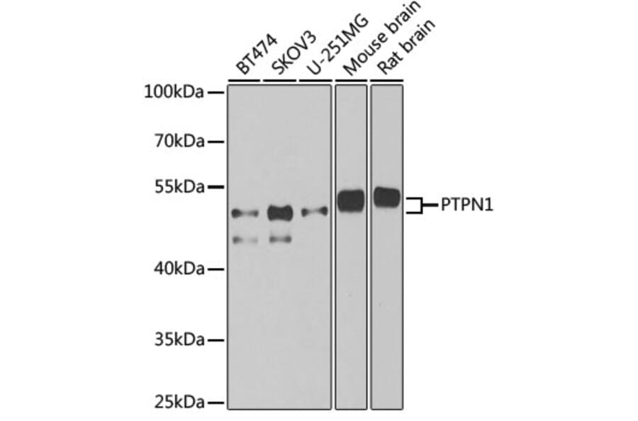 Western Blot - Anti-PTP1B Antibody (A13530) - Antibodies.com