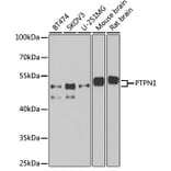 Western Blot - Anti-PTP1B Antibody (A13530) - Antibodies.com