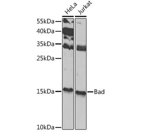 Western Blot - Anti-Bad Antibody (A13532) - Antibodies.com
