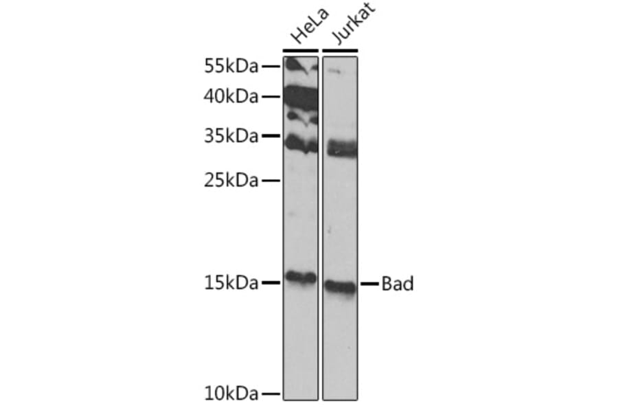 Western Blot - Anti-Bad Antibody (A13532) - Antibodies.com