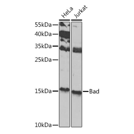 Western Blot - Anti-Bad Antibody (A13532) - Antibodies.com