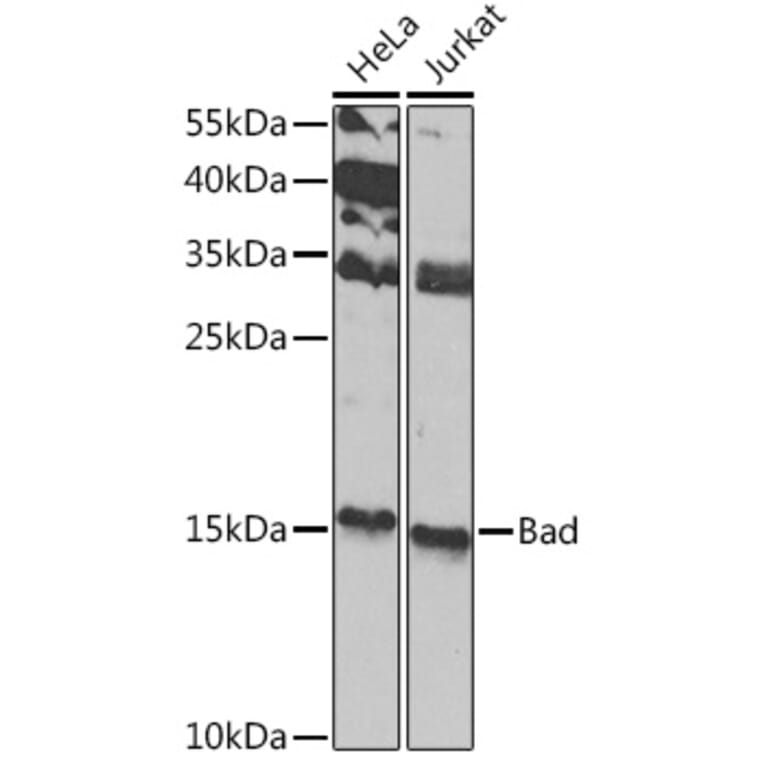 Western Blot - Anti-Bad Antibody (A13532) - Antibodies.com