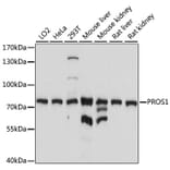 Western Blot - Anti-Protein S Antibody (A13534) - Antibodies.com