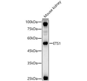 Western Blot - Anti-ETS1 Antibody (A13535) - Antibodies.com