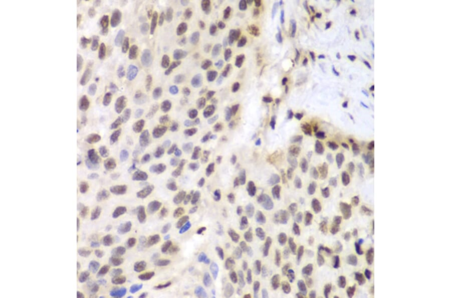 Immunohistochemistry - Anti-ETS1 Antibody (A13535) - Antibodies.com