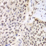 Immunohistochemistry - Anti-ETS1 Antibody (A13535) - Antibodies.com