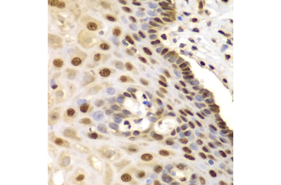 Immunohistochemistry - Anti-ETS1 Antibody (A13535) - Antibodies.com