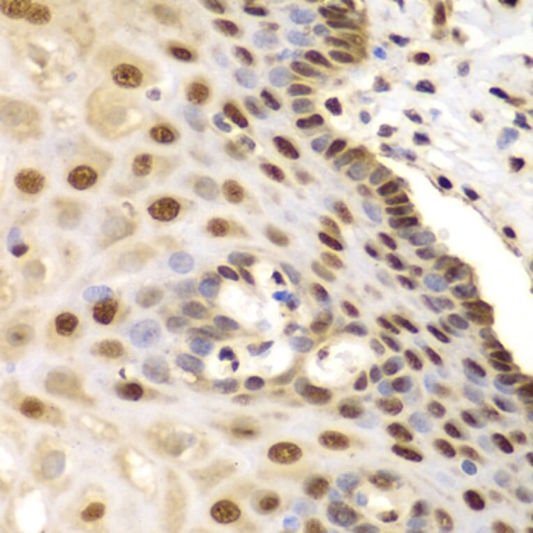 Immunohistochemistry - Anti-ETS1 Antibody (A13535) - Antibodies.com