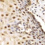 Immunohistochemistry - Anti-ETS1 Antibody (A13535) - Antibodies.com