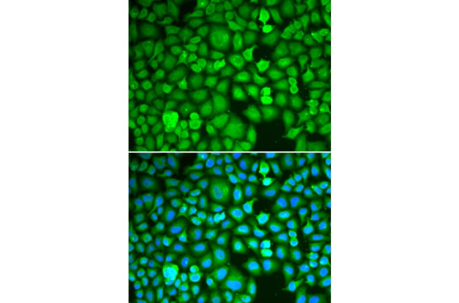 Immunofluorescence - Anti-ETS1 Antibody (A13535) - Antibodies.com