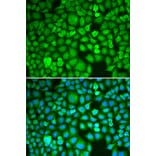 Immunofluorescence - Anti-ETS1 Antibody (A13535) - Antibodies.com