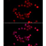 Immunofluorescence - Anti-ETS1 Antibody (A13535) - Antibodies.com