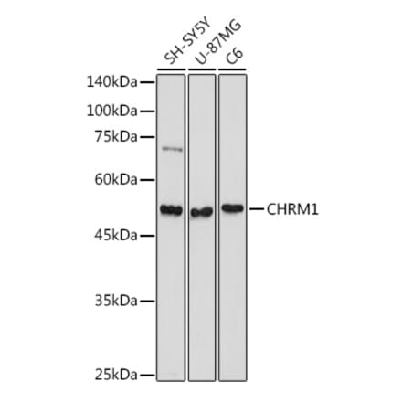 Western Blot - Anti-CHRM1 Antibody (A13536) - Antibodies.com