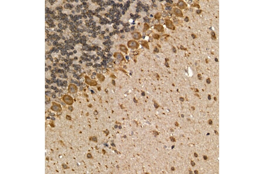 IHC of mouse brain using using Anti-CHRM1 Antibody (A13536)
