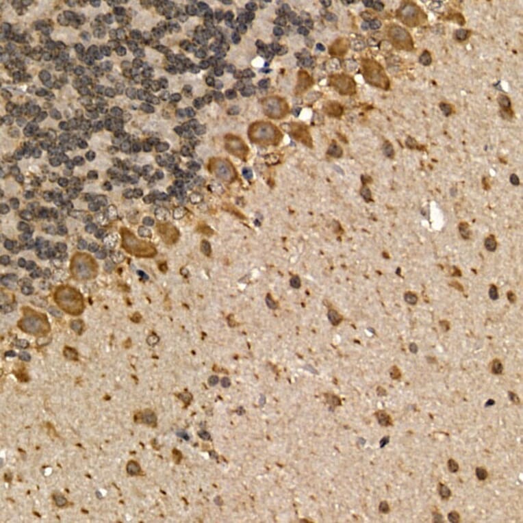 Immunohistochemistry - Anti-CHRM1 Antibody (A13536) - Antibodies.com