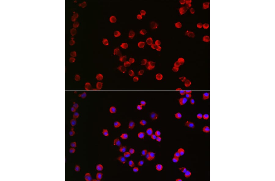 Immunofluorescence - Anti-CHRM1 Antibody (A13536) - Antibodies.com