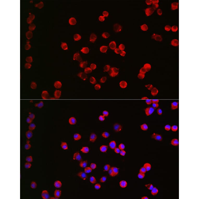Immunofluorescence - Anti-CHRM1 Antibody (A13536) - Antibodies.com