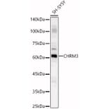 Western Blot - Anti-Muscarinic Acetylcholine Receptor M3/CHRM3 Antibody (A13539) - Antibodies.com