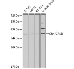 Western Blot - Anti-Crk p38 Antibody (A13541) - Antibodies.com