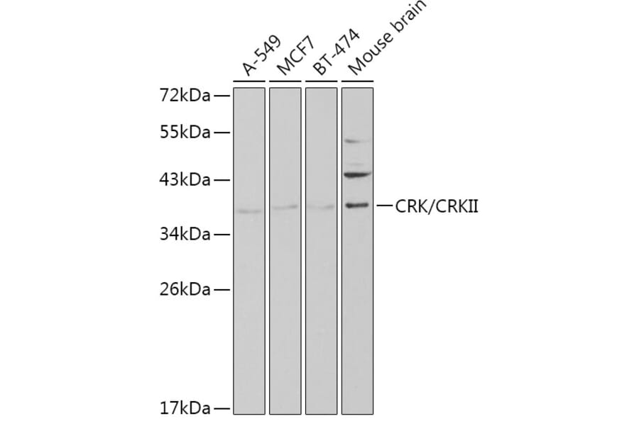 Western Blot - Anti-Crk p38 Antibody (A13541) - Antibodies.com