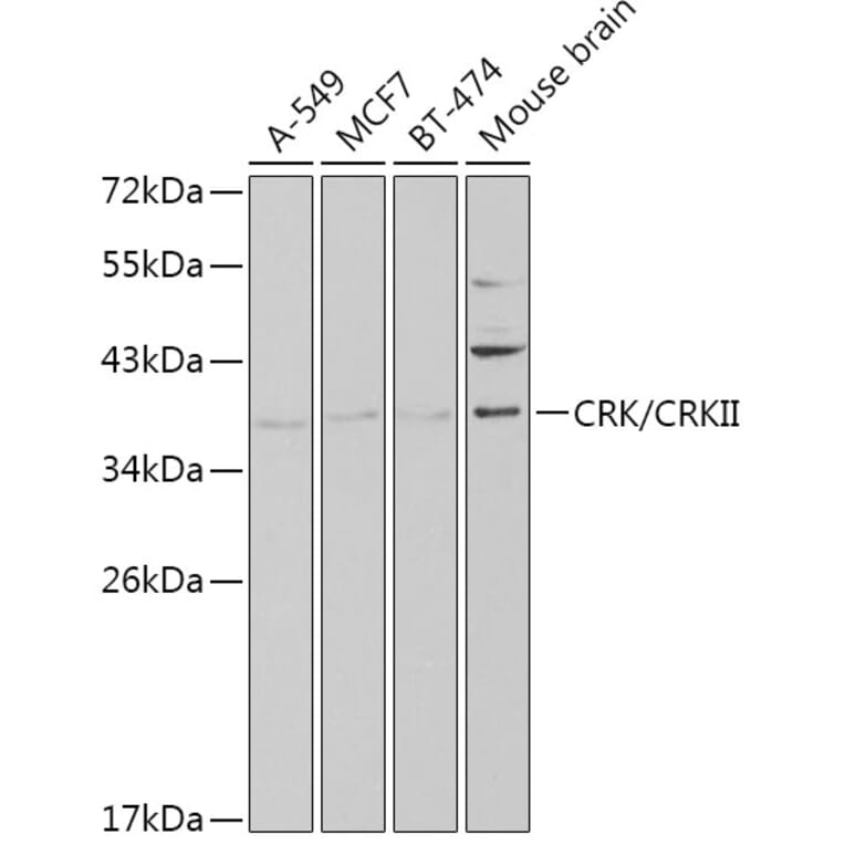 Western Blot - Anti-Crk p38 Antibody (A13541) - Antibodies.com