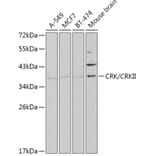 Western Blot - Anti-Crk p38 Antibody (A13541) - Antibodies.com