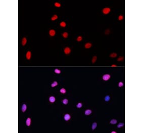 Immunofluorescence - Anti-XPG Antibody (A13542) - Antibodies.com