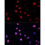 Immunofluorescence - Anti-XPG Antibody (A13542) - Antibodies.com