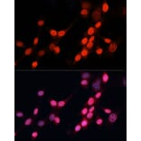 Immunofluorescence - Anti-XPG Antibody (A13542) - Antibodies.com