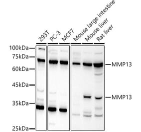 Western Blot - Anti-MMP13 Antibody (A13543) - Antibodies.com