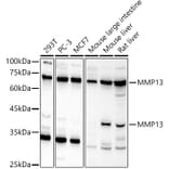 Western Blot - Anti-MMP13 Antibody (A13543) - Antibodies.com