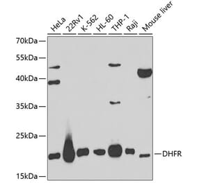 Western Blot - Anti-Dihydrofolate reductase (DHFR) Antibody (A13544) - Antibodies.com