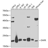 Western Blot - Anti-Dihydrofolate reductase (DHFR) Antibody (A13544) - Antibodies.com