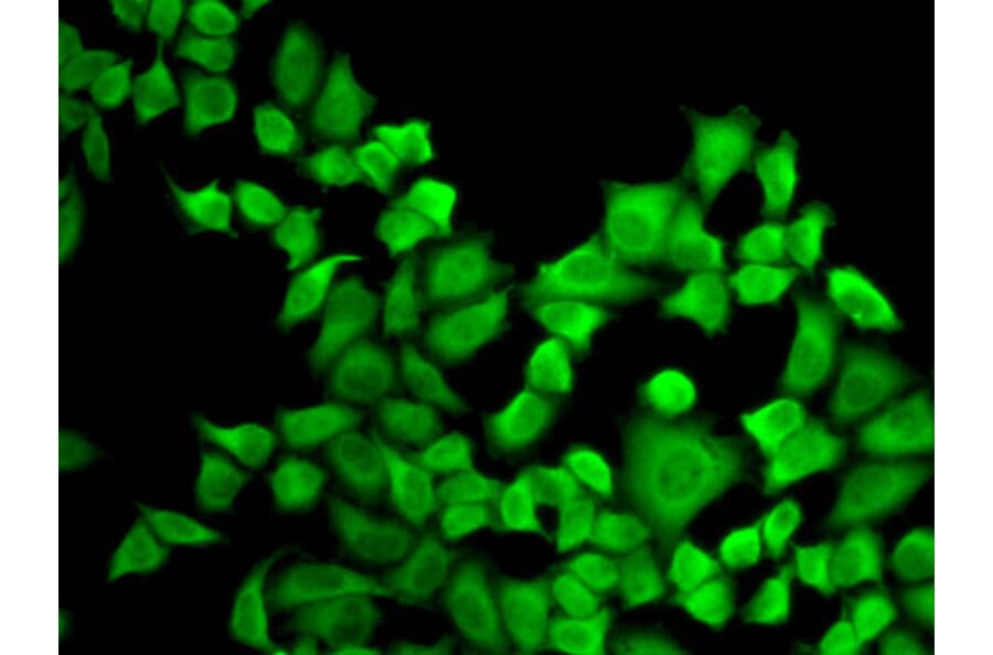 Immunofluorescence - Anti-Dihydrofolate reductase (DHFR) Antibody (A13544) - Antibodies.com