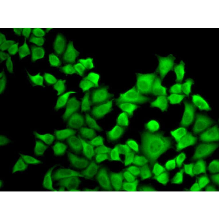 Immunofluorescence - Anti-Dihydrofolate reductase (DHFR) Antibody (A13544) - Antibodies.com