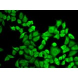 Immunofluorescence - Anti-Dihydrofolate reductase (DHFR) Antibody (A13544) - Antibodies.com