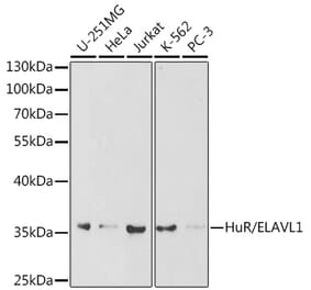 Western Blot - Anti-HuR / ELAVL1 Antibody (A13545) - Antibodies.com