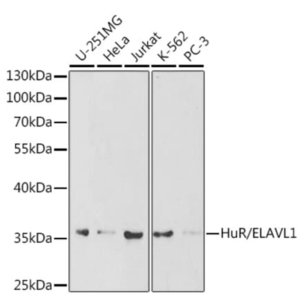Western Blot - Anti-HuR/ELAVL1 Antibody (A13545) - Antibodies.com