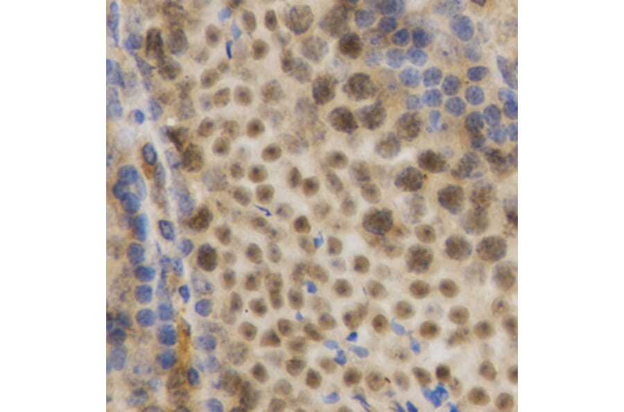Immunohistochemistry - Anti-HuR/ELAVL1 Antibody (A13545) - Antibodies.com