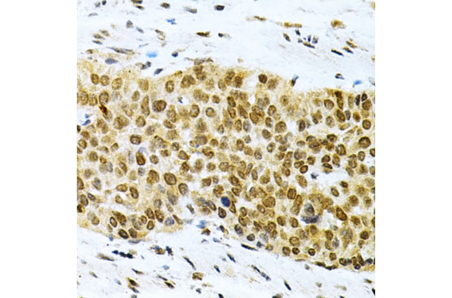 Immunohistochemistry - Anti-HuR/ELAVL1 Antibody (A13545) - Antibodies.com